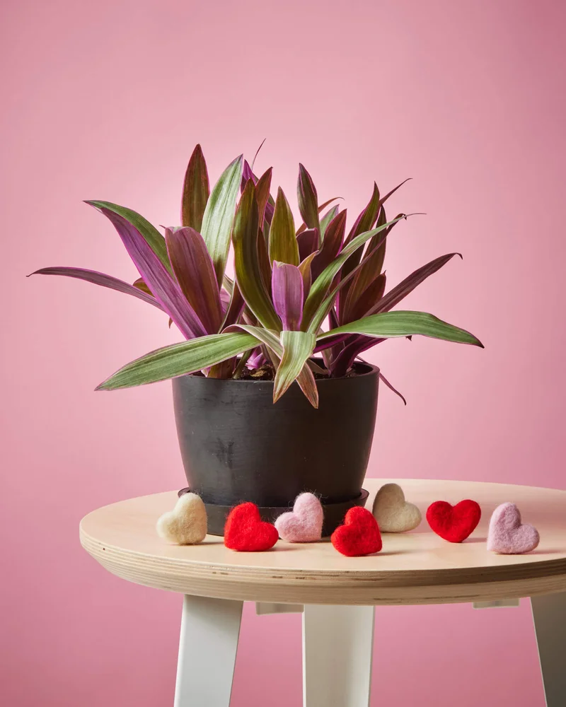 Image of Oyster Plant