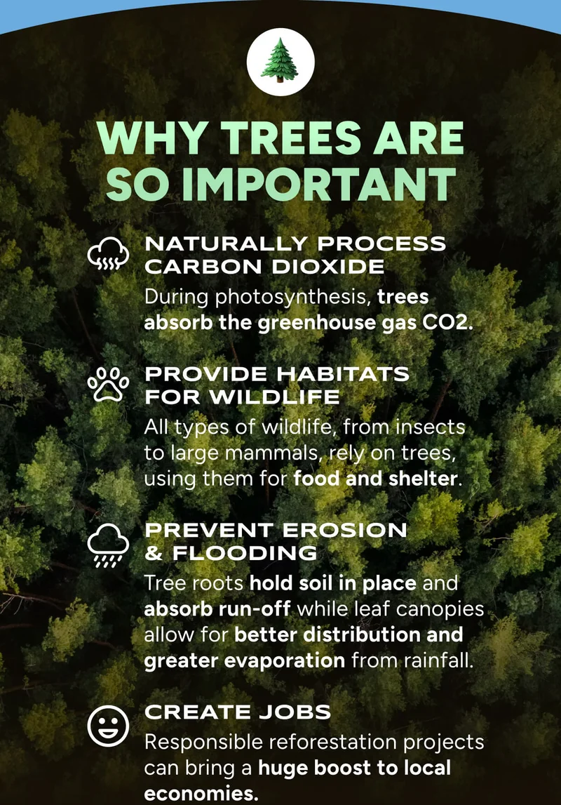 🌲 Why trees are so important – Naturally process carbon dioxide: During photosynthesis, trees absorb the greenhouse gas CO2. provide Habitats for Wildlife: All types of wildlife, from insects to large mammals, rely on trees, using them for food and shelter.&nbsp; Prevent Erosion & Flooding – Tree roots hold soil in place and absorb run-off while leaf canopies allow for better distribution and greater evaporation from rainfall. Create Jobs Responsible: Reforestation projects can bring a huge boost to local economies.