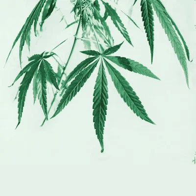 Hospitalizations linked to cannabinoid hyperemesis syndrome (CHS)—a condition associated with frequent, long-term use of marijuana—doubled from 2017 to 2021. Researchers are still trying to understand what makes some people so vulnerable to CHS.