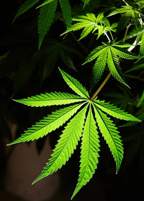 'Cannabis' and 'marijuana' are often used interchangeably, though technically the cannabis plant produces a variety of products that are not psychoactive and contain THC (marijuana refers to the psychoactive products).