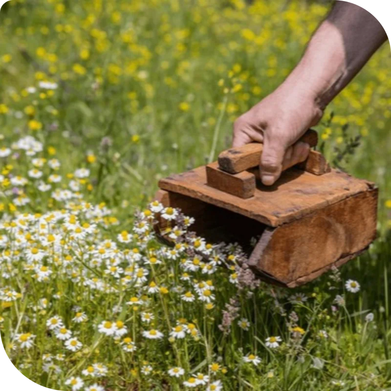 A person's hand harvesting chamomile