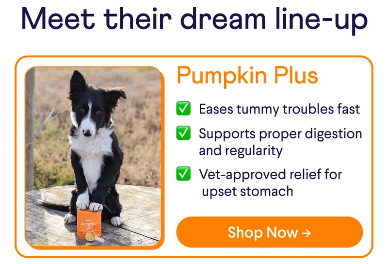 Pumpkin Plus: ✅ Eases tummy troubles fast ✅ Supports proper digestion and regularity ✅ Vet-approved relief for upset stomach | Shop Now ->