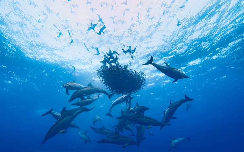 A tightly packed bait ball surrounded by dolphins and shearwaters.