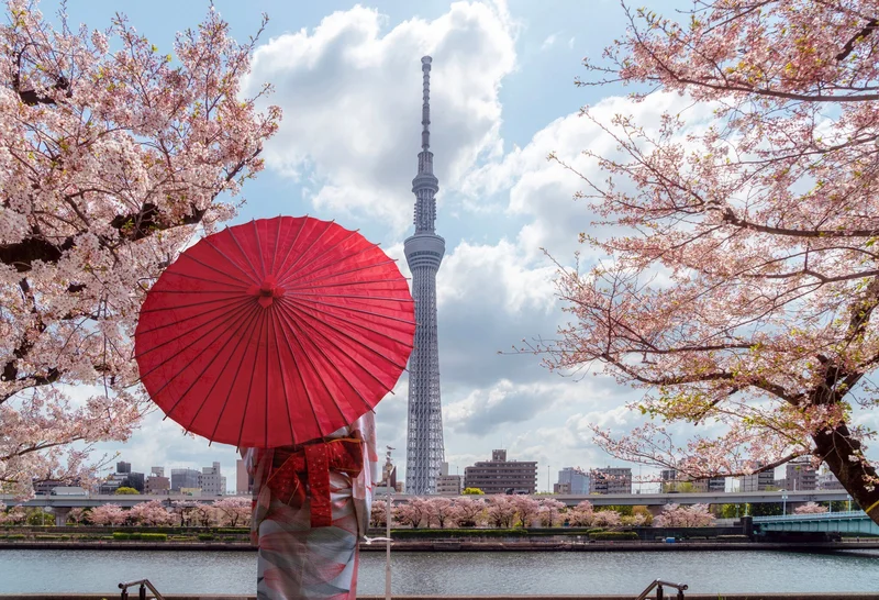 Tokyo skytree tower with sakura pink cherry blossom flower on spring season, 2Apr2023, park in Tokyo city, Japan