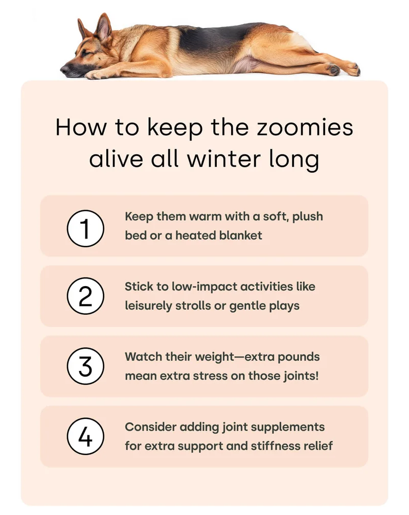 How to keep the zoomies alive all winter long