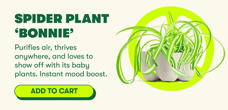 Spider Plant ‘Bonnie Purifies air, thrives anywhere, and loves to show off with its baby plants. Instant mood boost. [ADD TO CART]