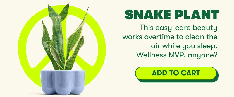 Snake Plant This easy-care beauty works overtime to clean the air while you sleep. Wellness MVP, anyone? [ADD TO CART]