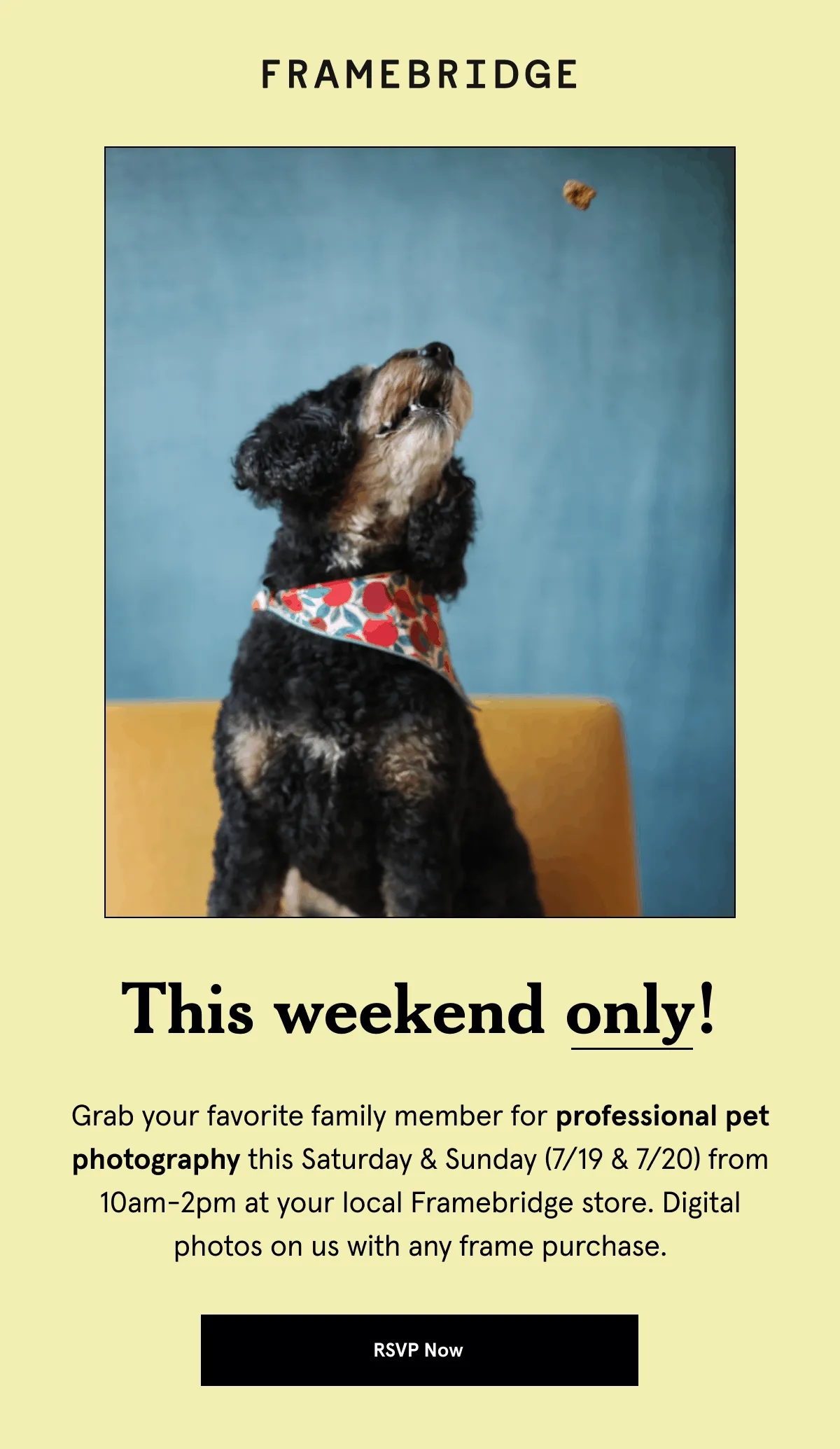 Grab your favorite family member for professional pet photography this Saturday & Sunday (7/19 & 7/20) from 10am-2pm at your local Framebridge store. Digital photos on us with any frame purchase.