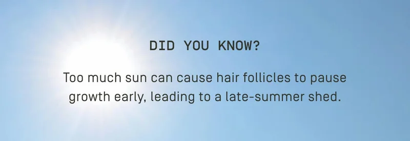 Did you know? Too much sun can cause hair follicles to pause growth early.