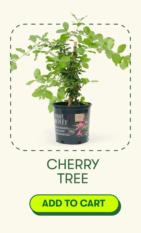 Cherry Tree [ADD TO CART]