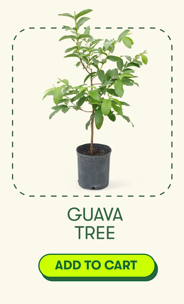 Guava Tree [ADD TO CART]