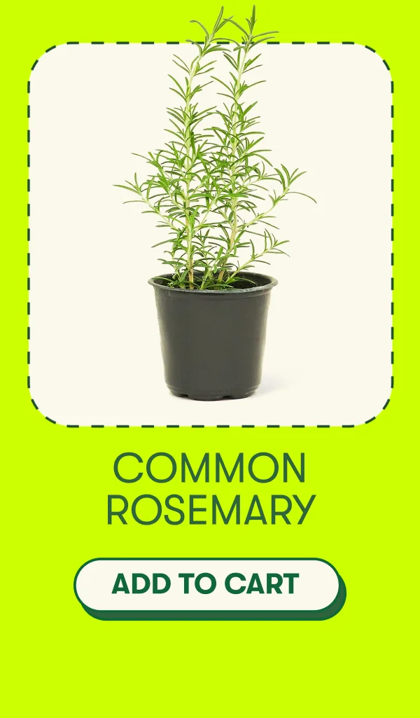Rosemary [ADD TO CART]