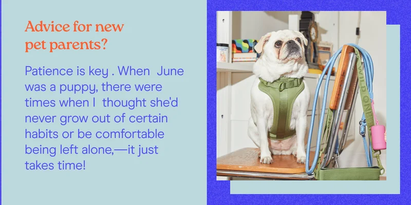 Advice for new pet parents? Patience is key . When  June was a puppy, there were times when I  thought she'd never grow out of certain habits or be comfortable being left alone,—it just takes time!