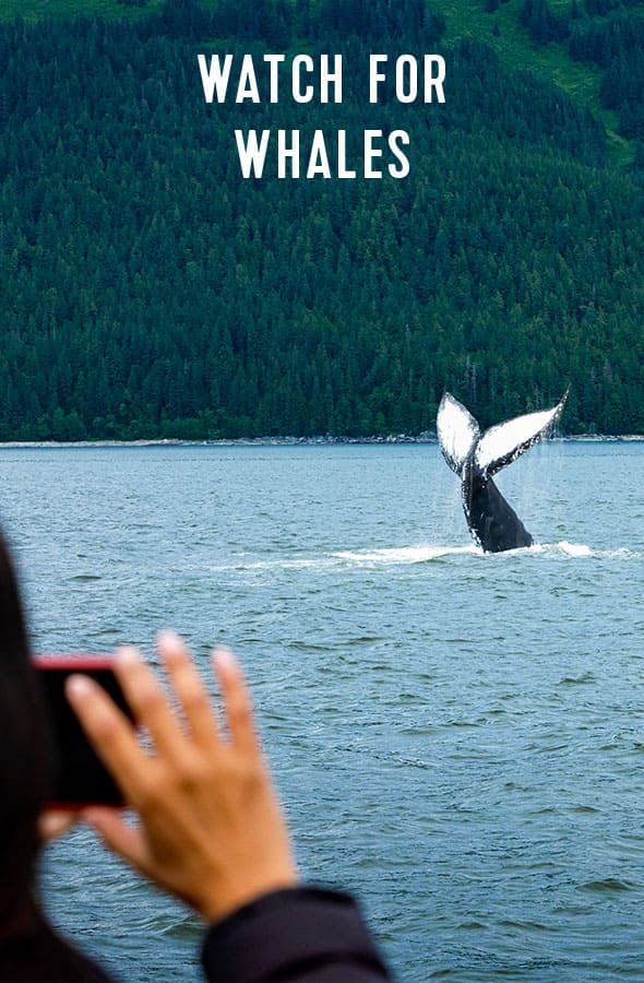 WATCH FOR WHALES