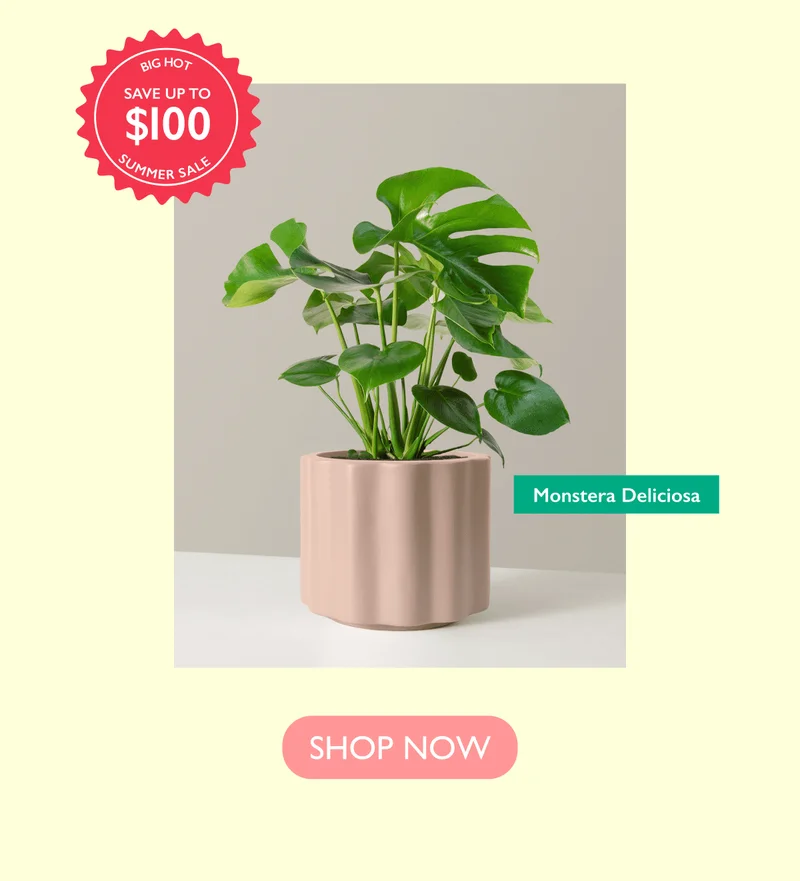 Save up to $100 on the Monstera Deliciosa