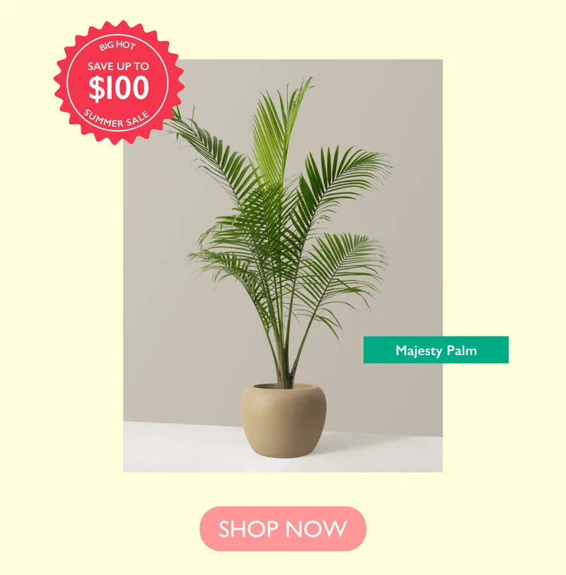 Save up to $100 on the Majesty Palm