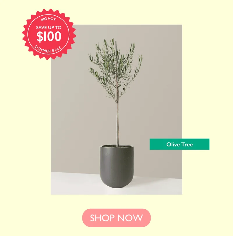 Save up to $100 on the Olive Tree