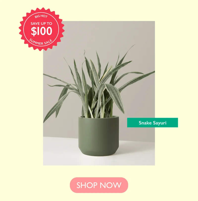 Save up to $100 on the Snake Sayuri