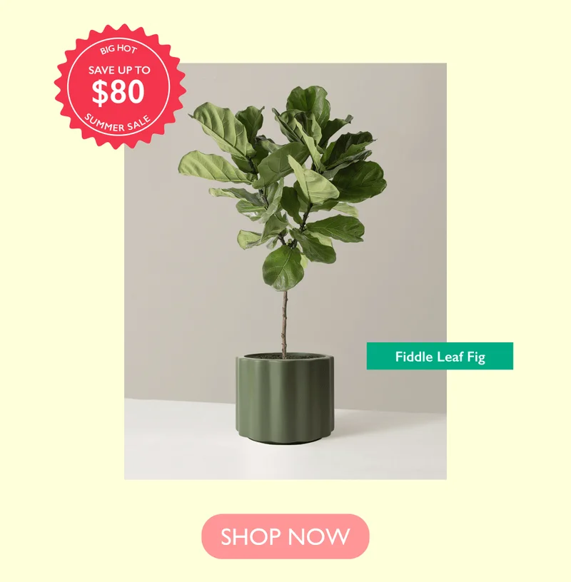 Save up to $80 on the Fiddle Leaf Fig