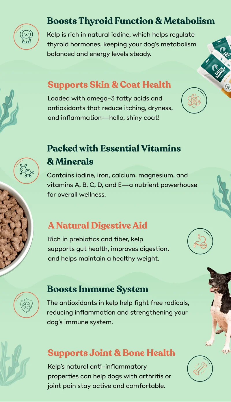 The benefits of kelp for your dog