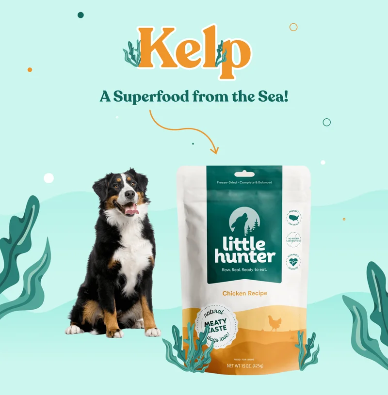 Kelp, the superfood from the sea