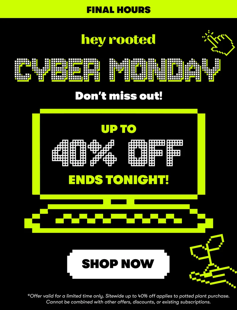 shop now