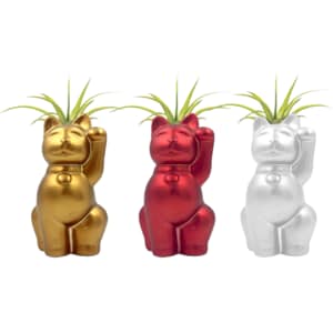 20% Off LiveTrends 3-Pack House Plant