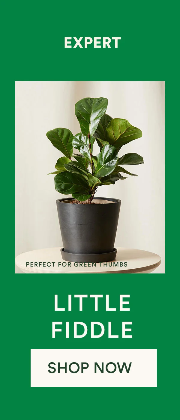 Shop Little Fiddle