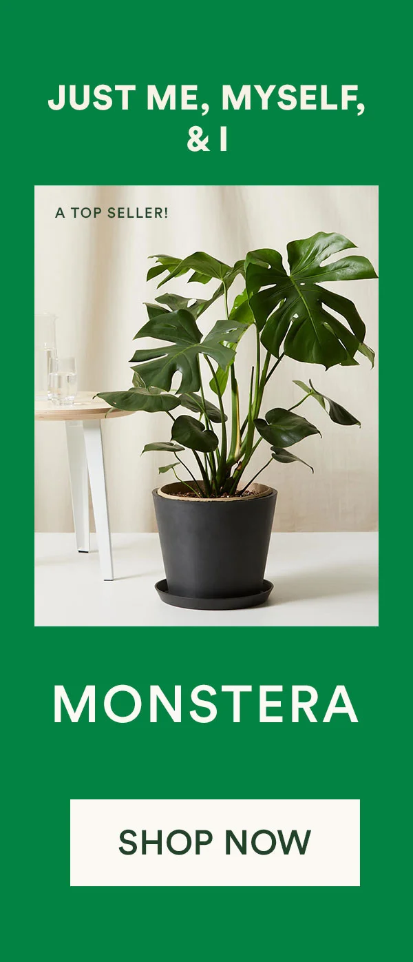 Shop Monstera