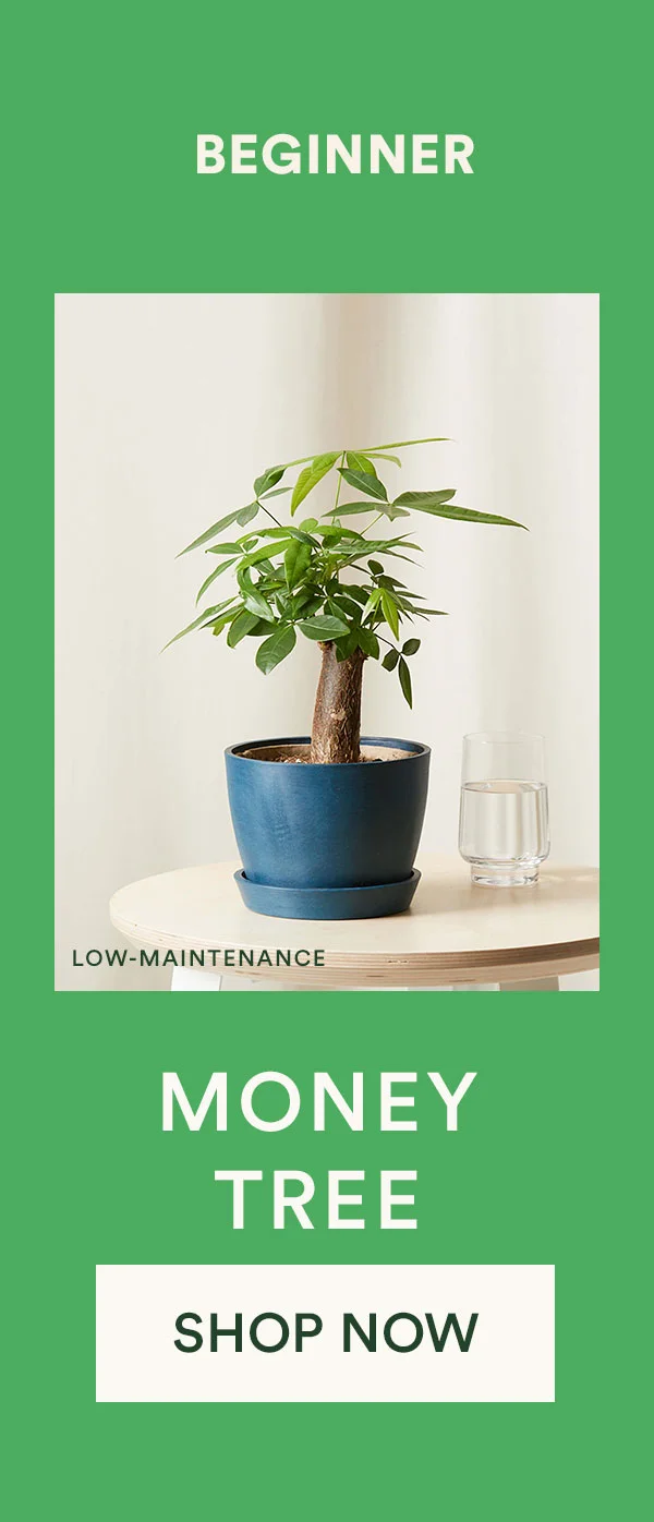 Shop Money Tree