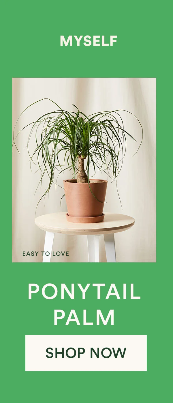 Shop Ponytail Palm