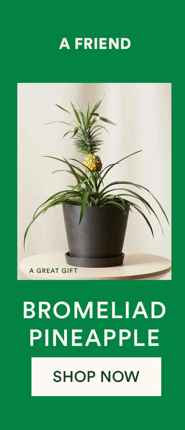Shop Bromeliad Pineapple