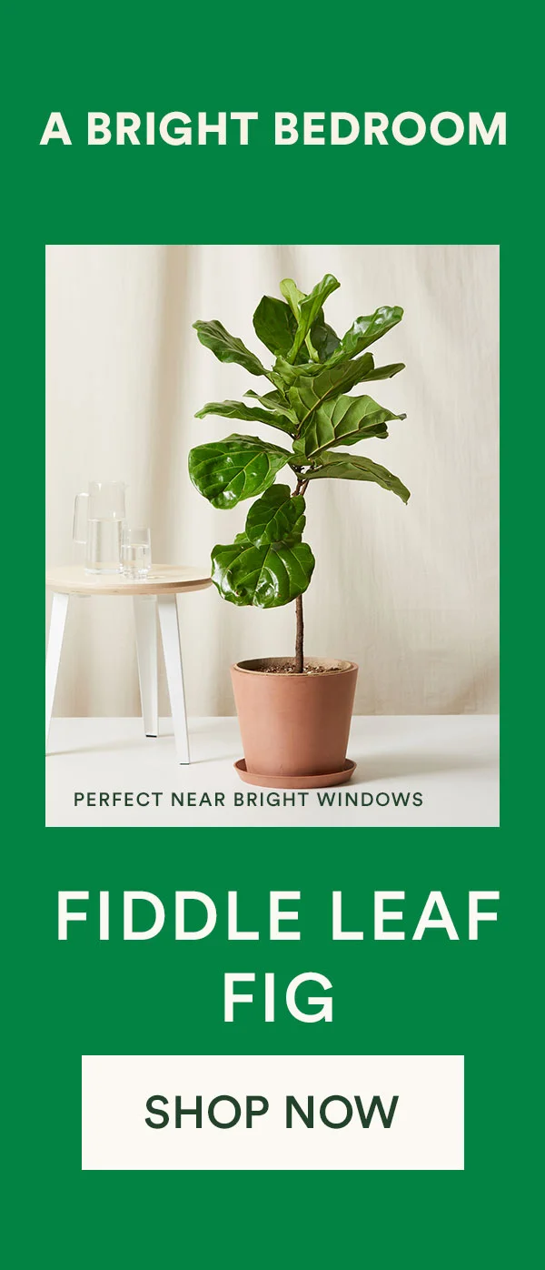 Shop Fiddle Leaf Fig
