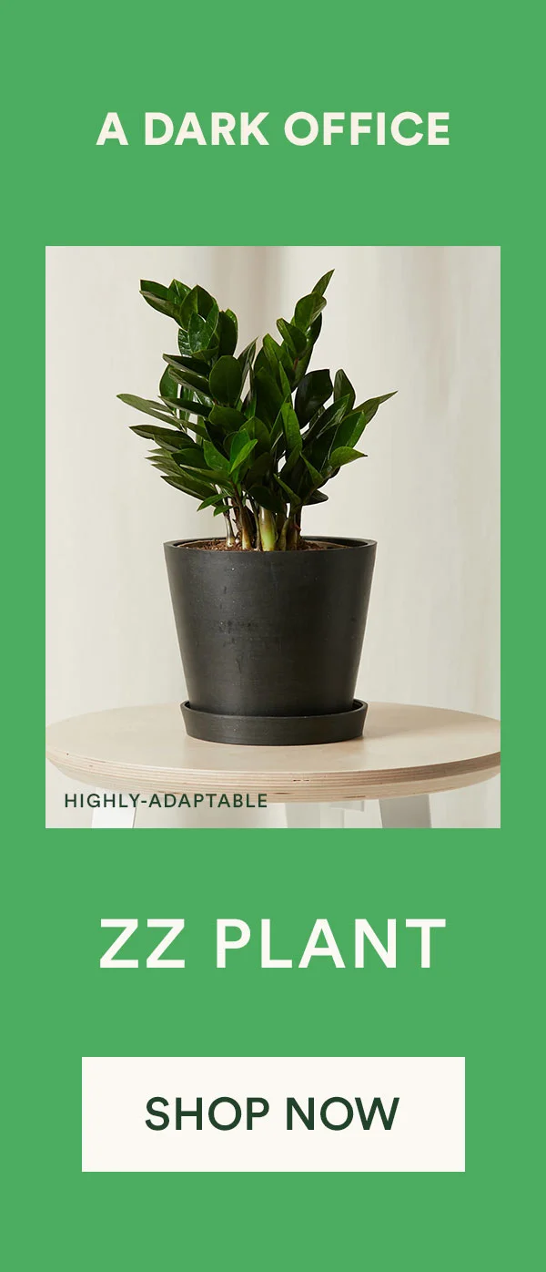 Shop ZZ Plant