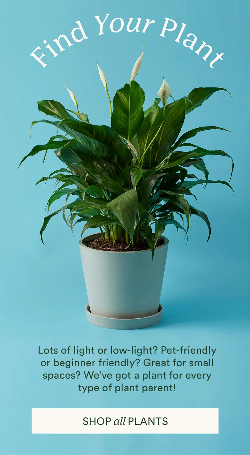 Find your plant, shop all plants