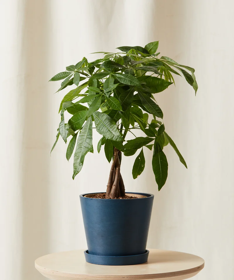 Image of Money Tree Braid
