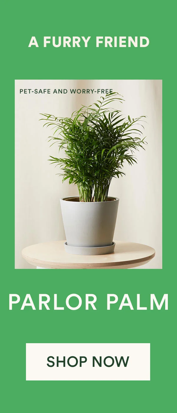 Shop Parlor Palm