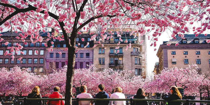 Image description: People sitting in park with cherry blossoms in Stockholm.