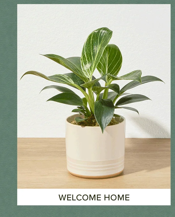 Welcome Home Plant
