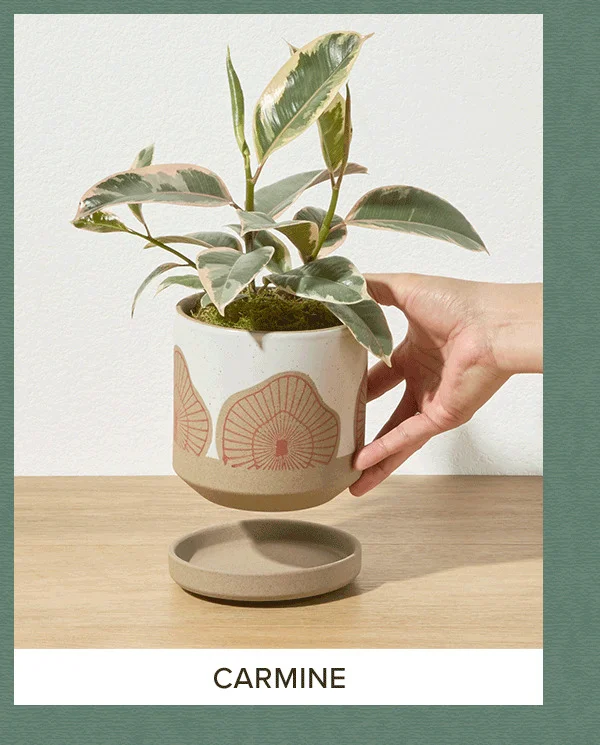 Carmine Plant