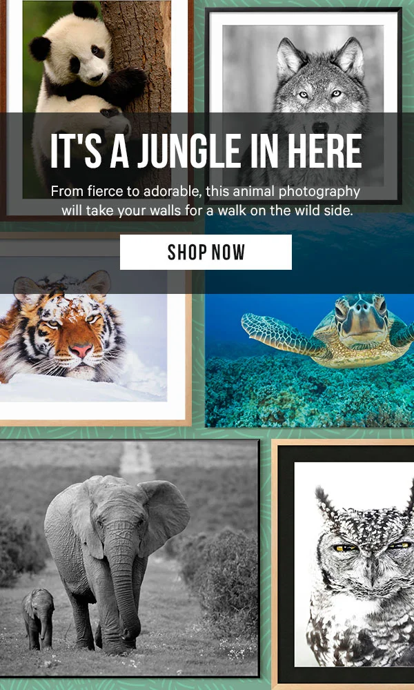 It's a Jungle in Here! From fierce to adorable, this animal photography will take your walls for a walk on the wild side