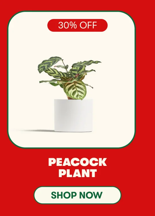 peacock plant