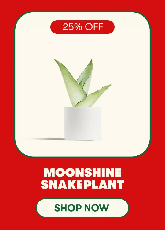 Moonshine Snake Plant