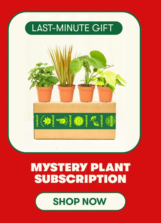 plant subscription