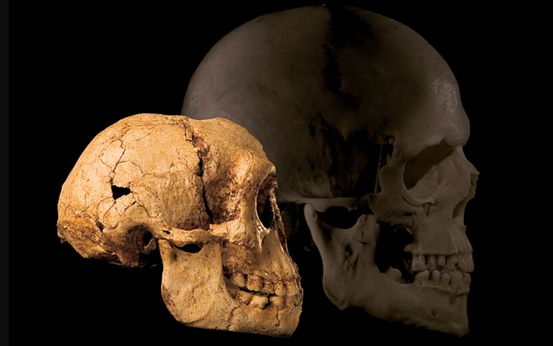 The skull of Homo floresiensis (left) overlayed next to a modern-day human skull (right).