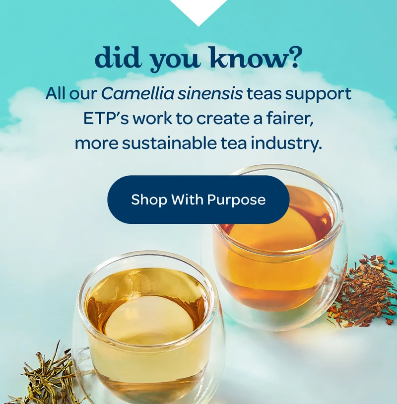 All our Camellia sinensis teas support ETP’s work to create a fairer, more sustainable tea industry