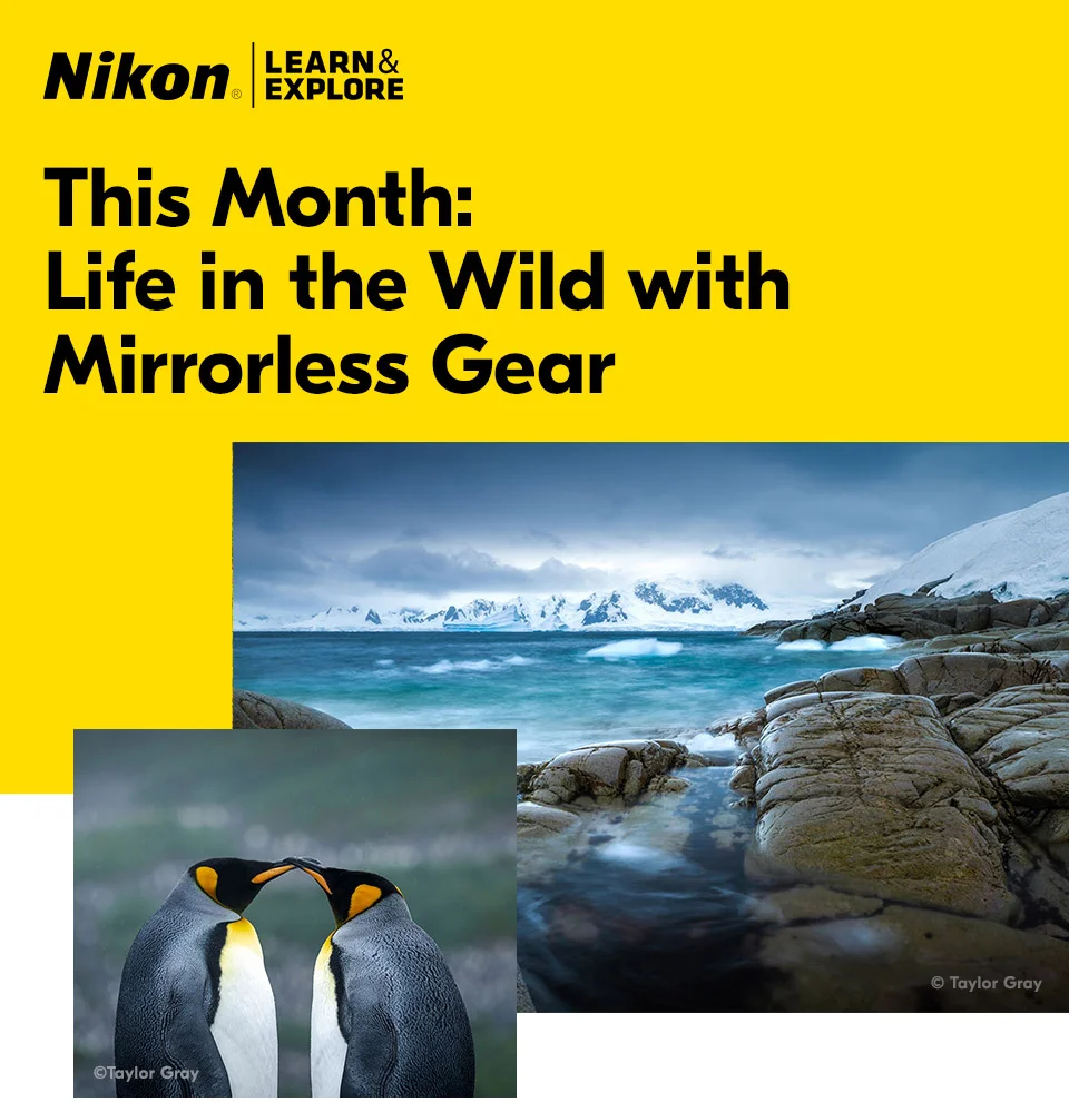 Nikon Learn and Explore | This month: Life in the Wild with Mirrorless Gear