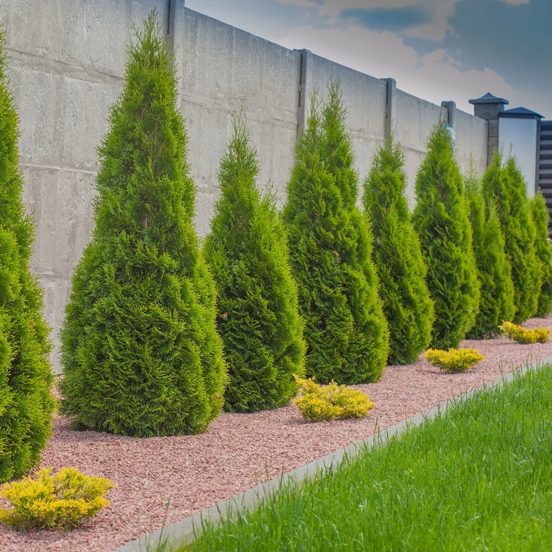 Image of Emerald Green Arborvitae