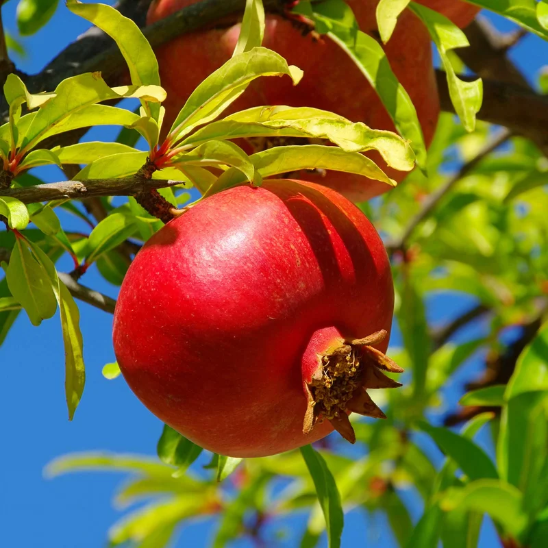 Image of Wonderful Pomegranate Tree