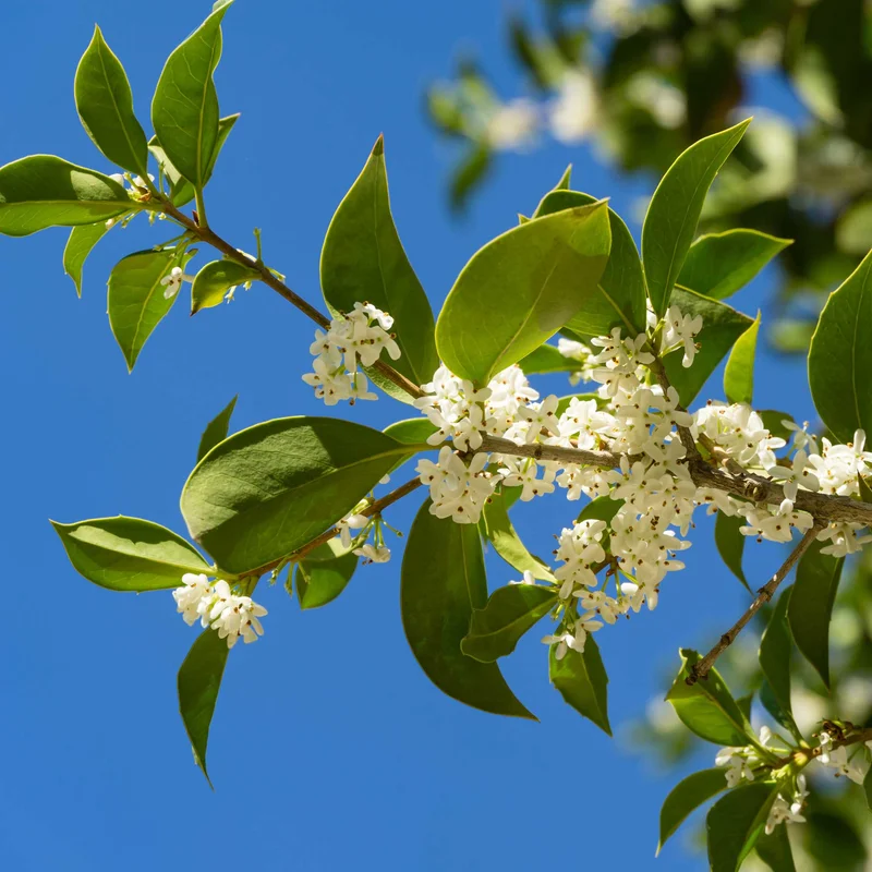 Image of Fragrant Tea Olive Tree
